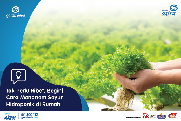 Tak Perlu Ribet, Begini Cara Menanam Sayur Hidroponik di Rumah