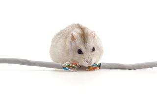 Cara Mengusir Tikus di Rumah yang Terbukti Efektif