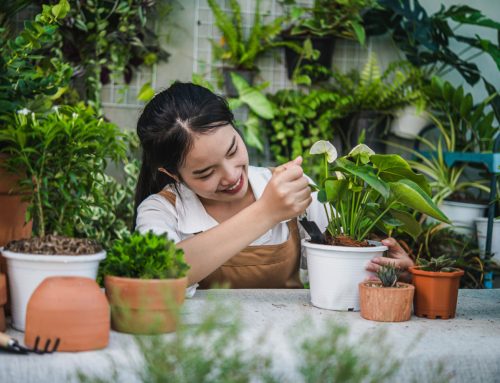 Ingin Buat Taman Vertikal di Rumah? Perhatikan Hal-hal Ini