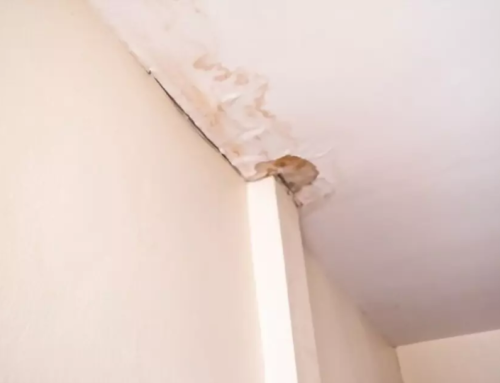 Apa Saja Penyebab Rumah Bocor? Simak Selengkapnya di Sini